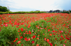 poppy_4