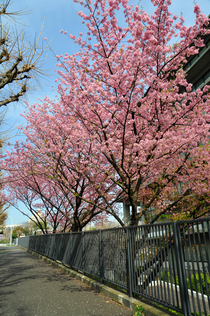 外務省の桜