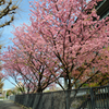 外務省の桜