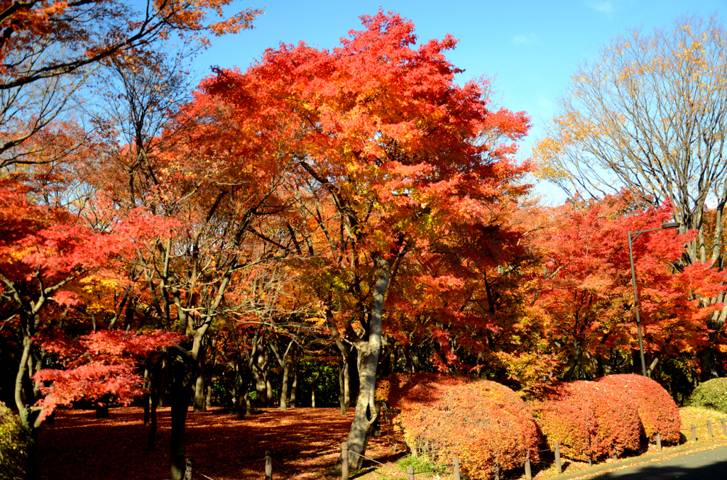 紅葉2