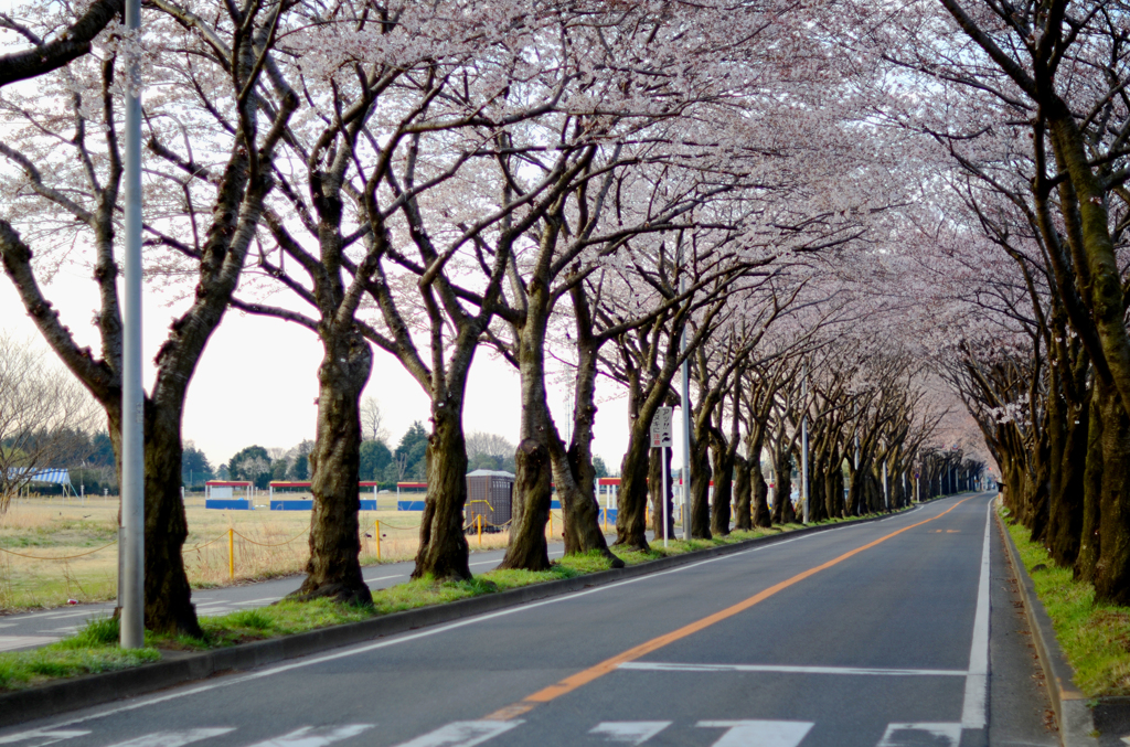 桜3