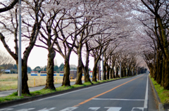 桜3