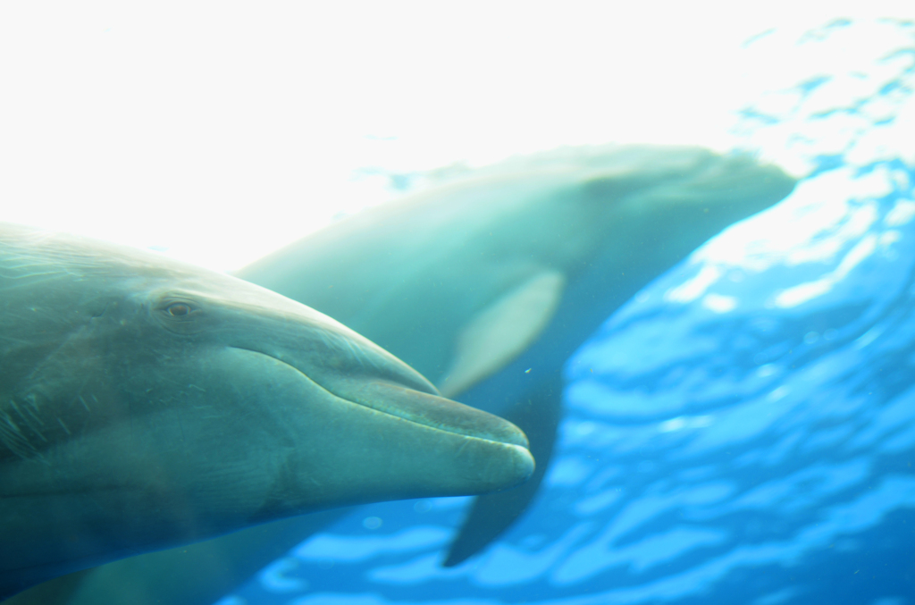 dolphin