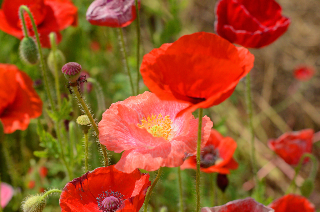 poppy_10