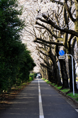 海軍道路_2