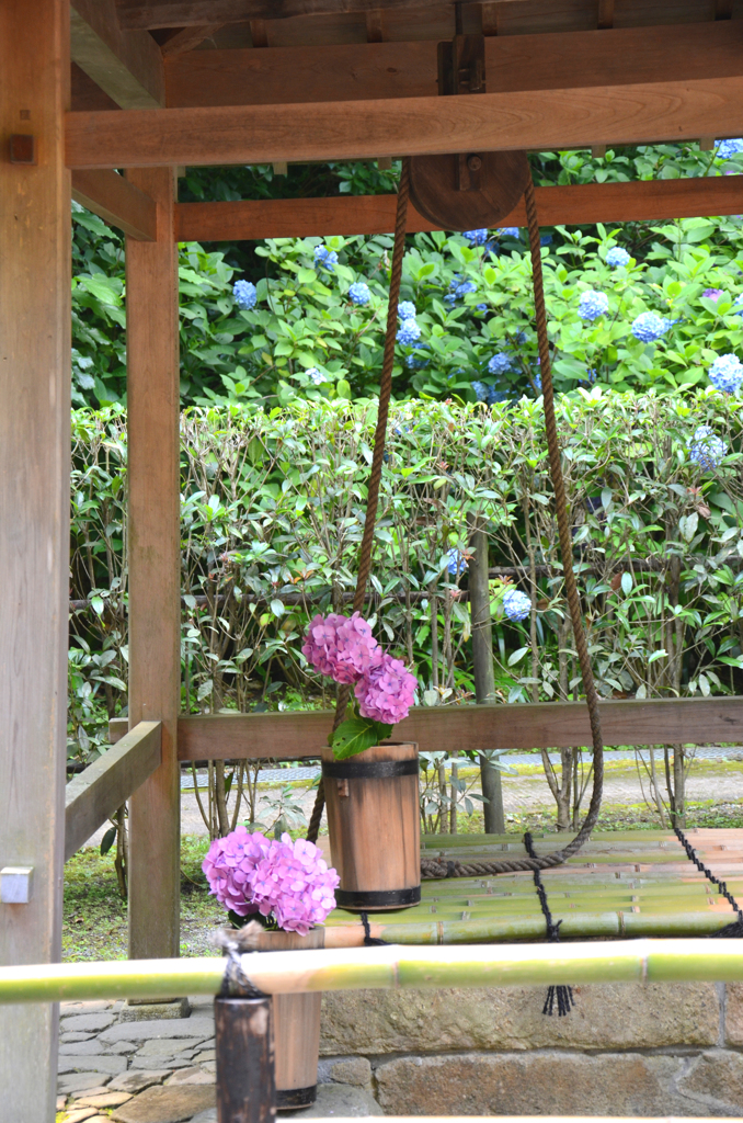紫陽花97