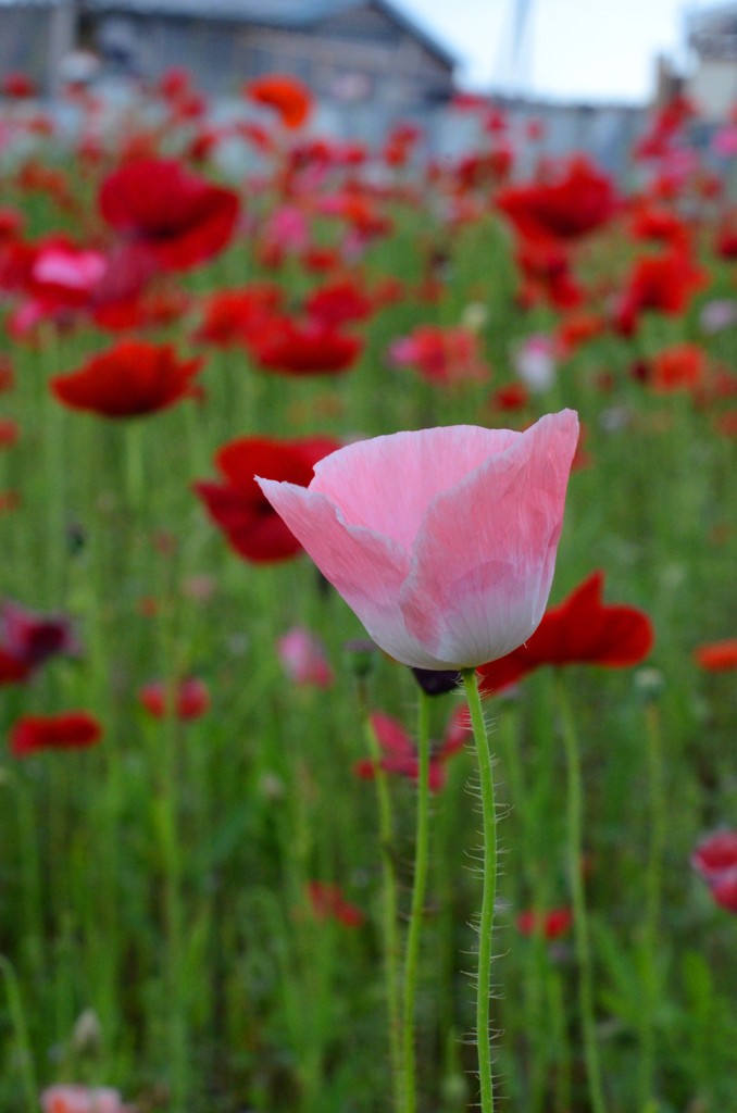 poppy_9