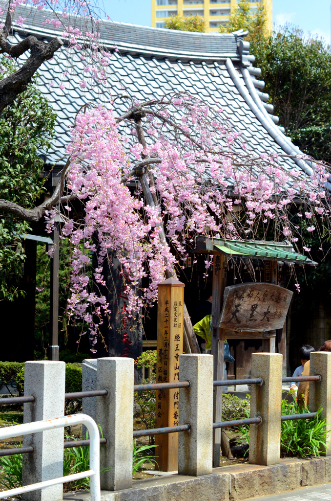 桜