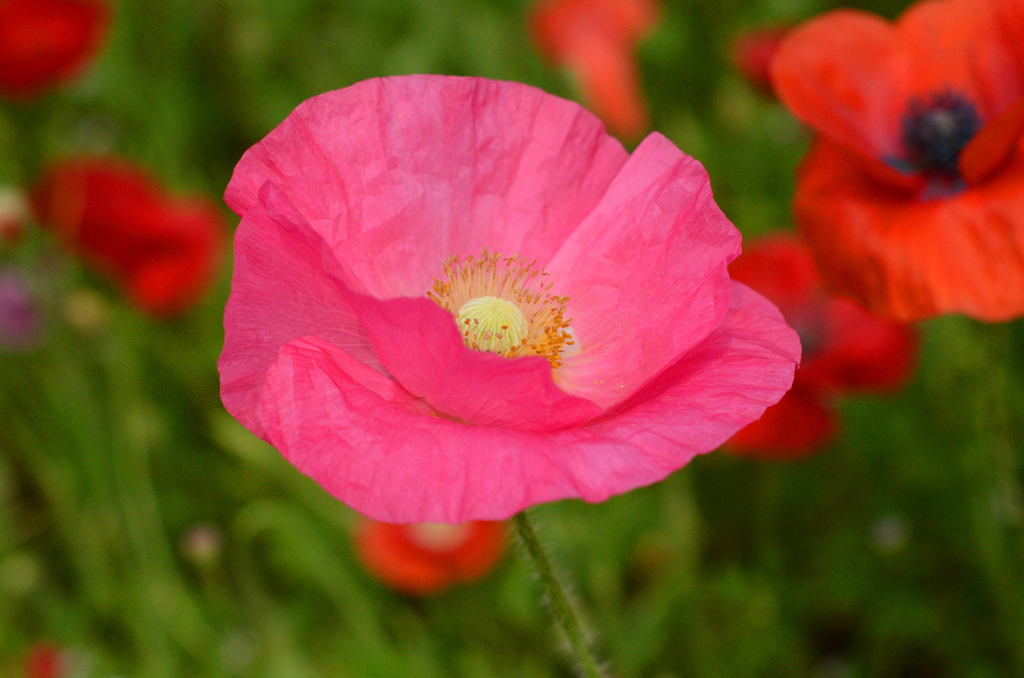poppy_12
