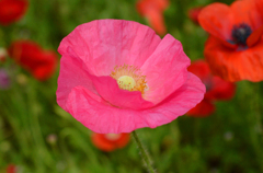 poppy_12