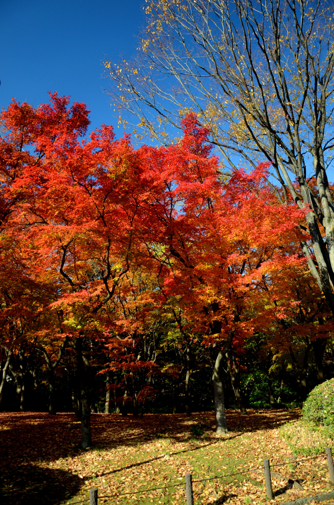 紅葉7