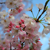 桜の花