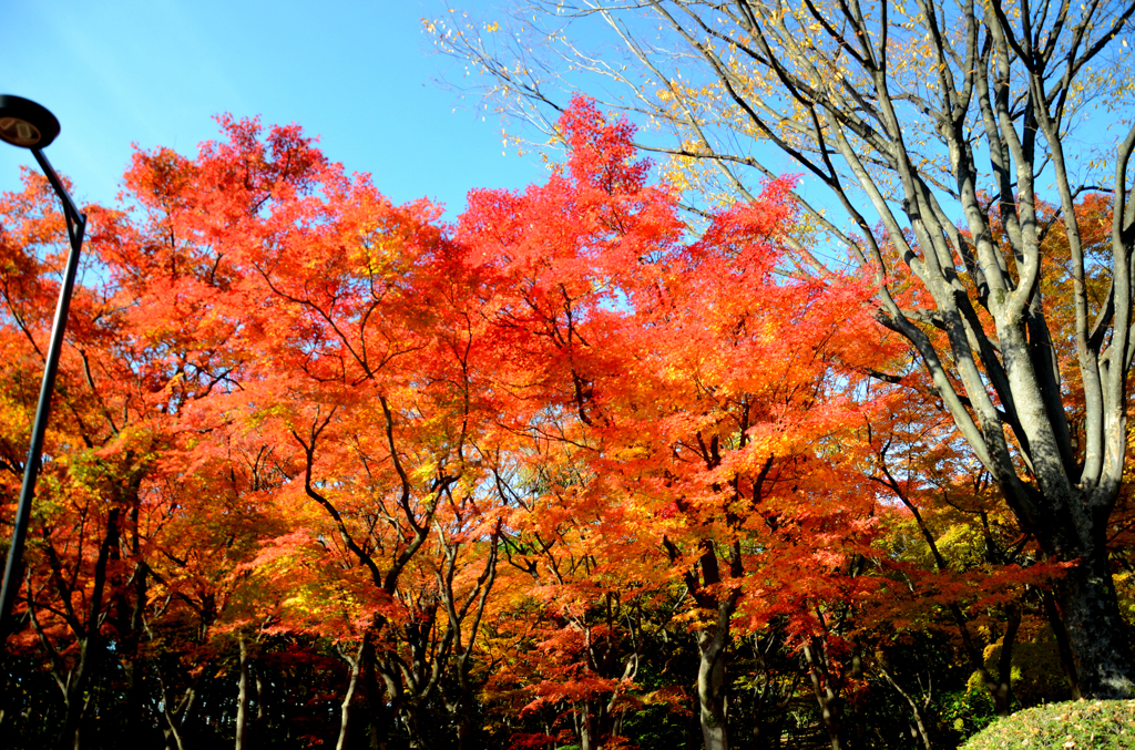 紅葉8