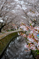 葉桜