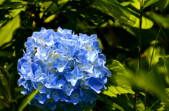 Hydrangea