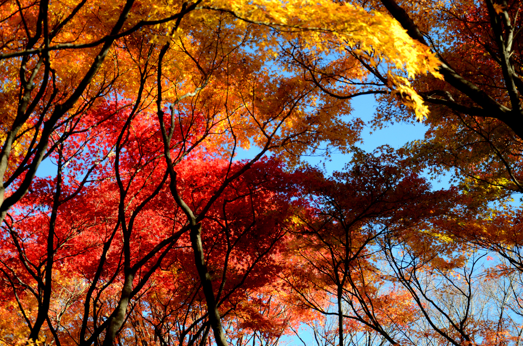 紅葉11