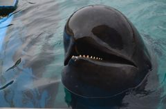ゴンドウ