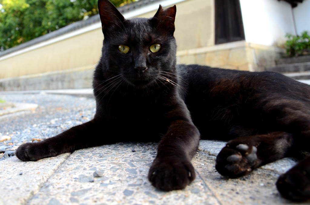 猫