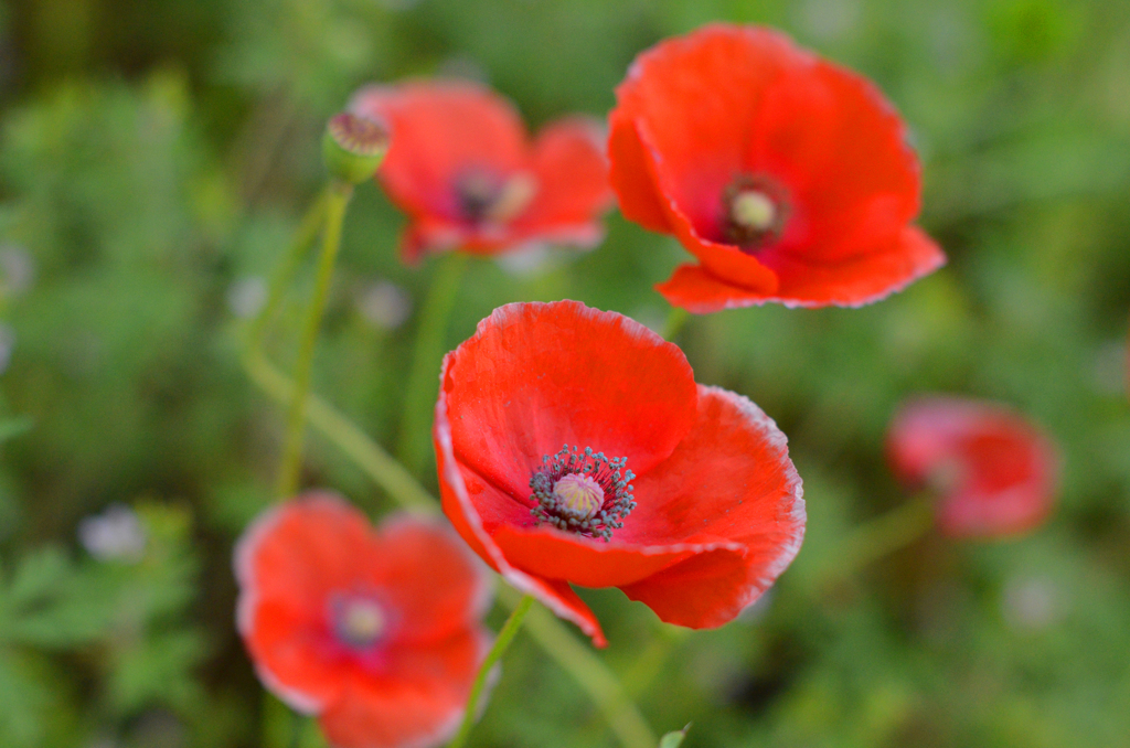 poppy_15