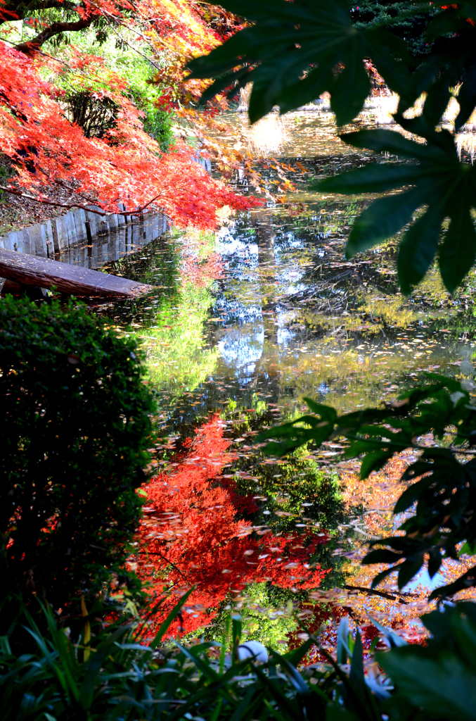 紅葉1