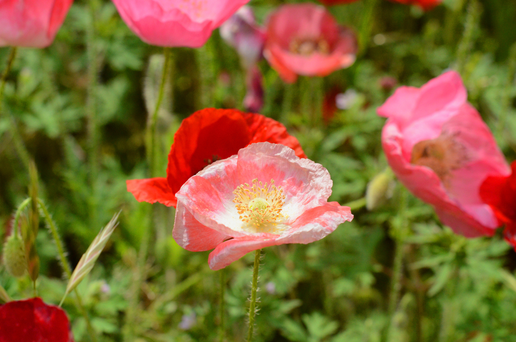 poppy_11