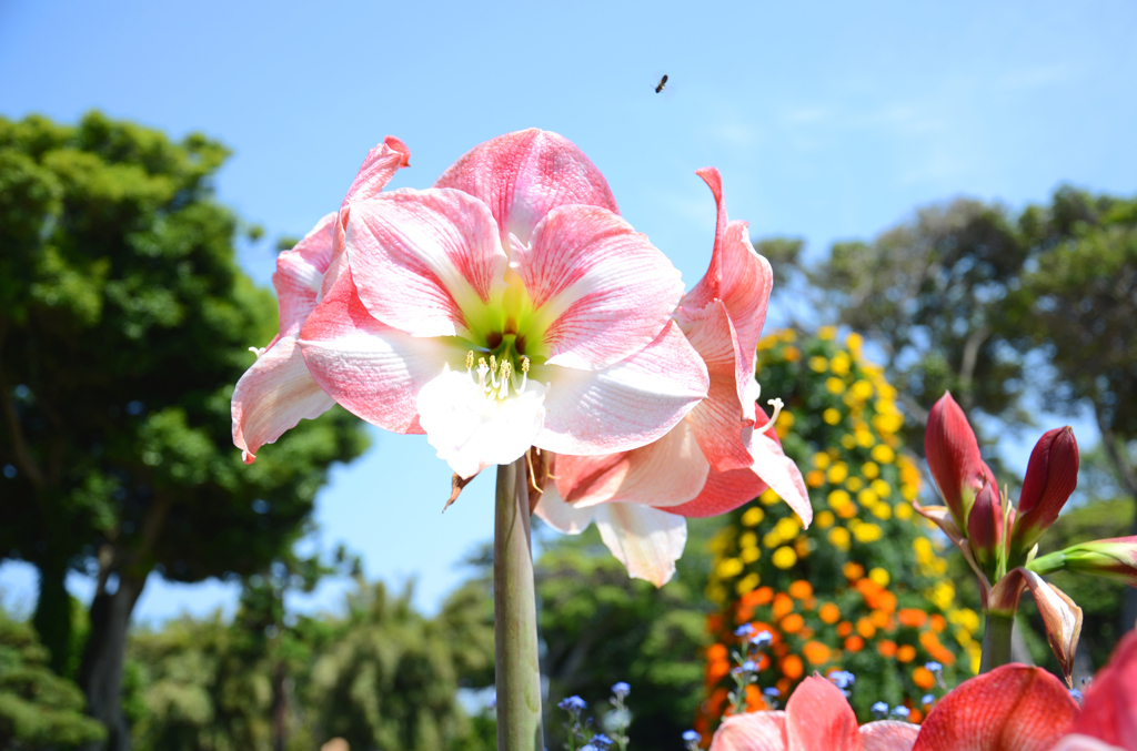 enoshima_5