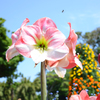 enoshima_5