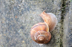 蝸牛