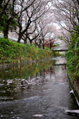さくら