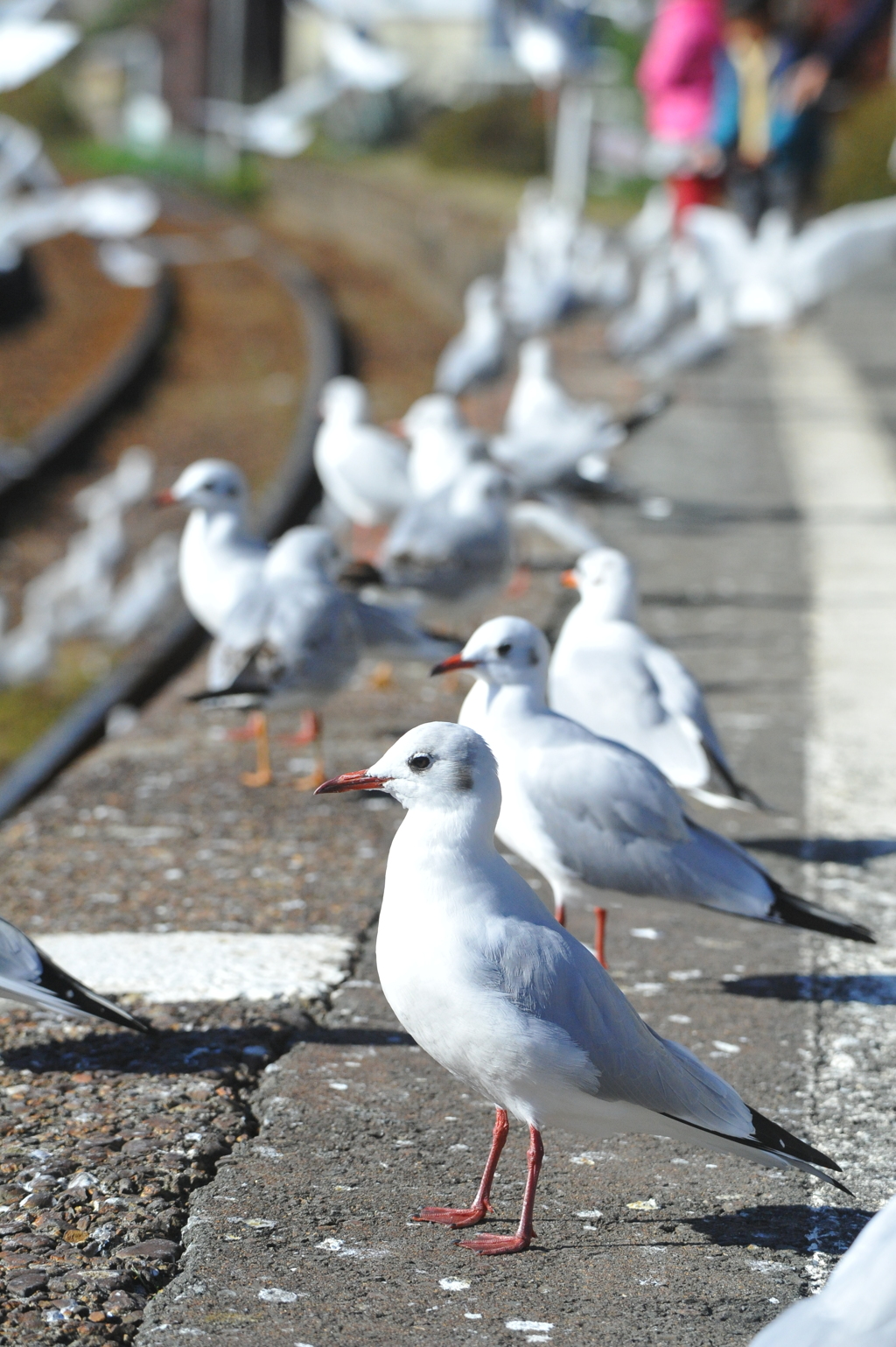 白線の内側まで下がってお待ちください By Staz Id 写真共有サイト Photohito