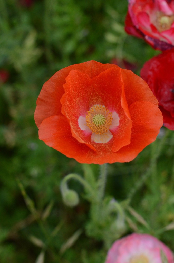 poppy_14