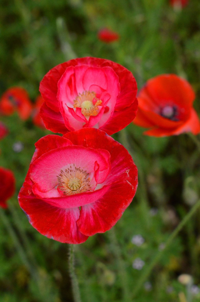 poppy_13
