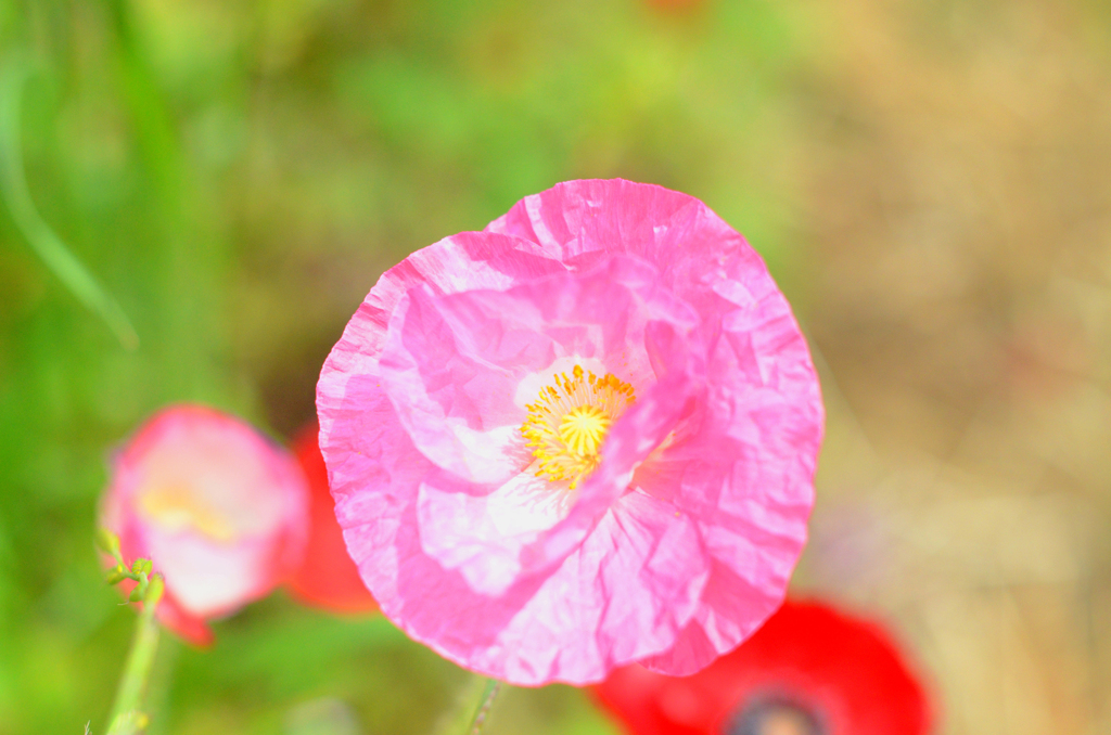Poppy_1