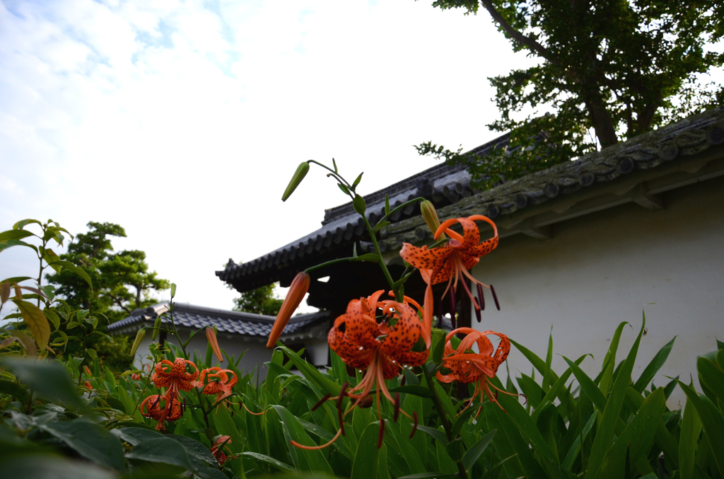 妙心寺　百合