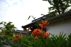妙心寺　百合