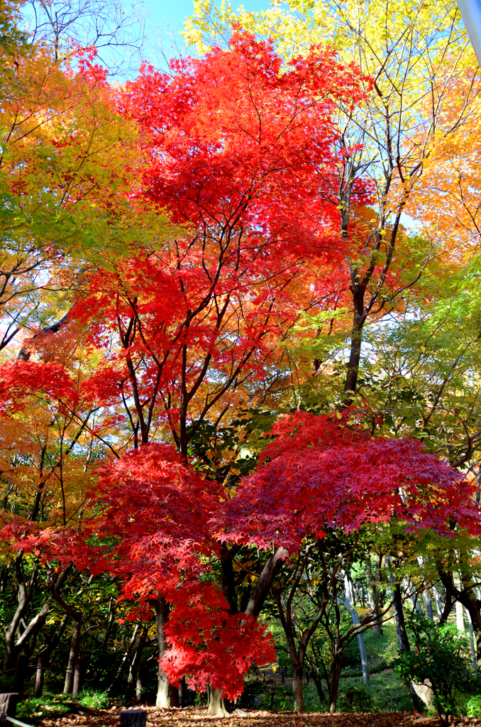 紅葉9