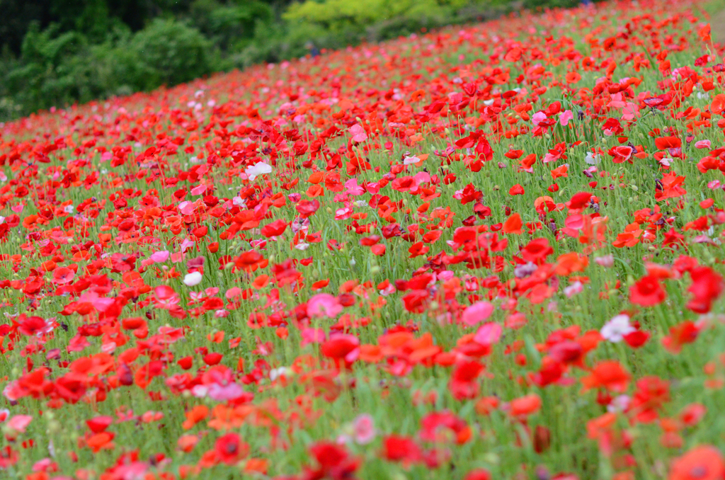 poppy_6