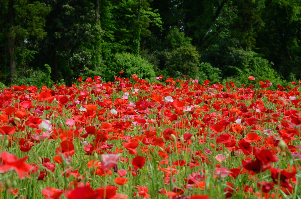 poppy_2