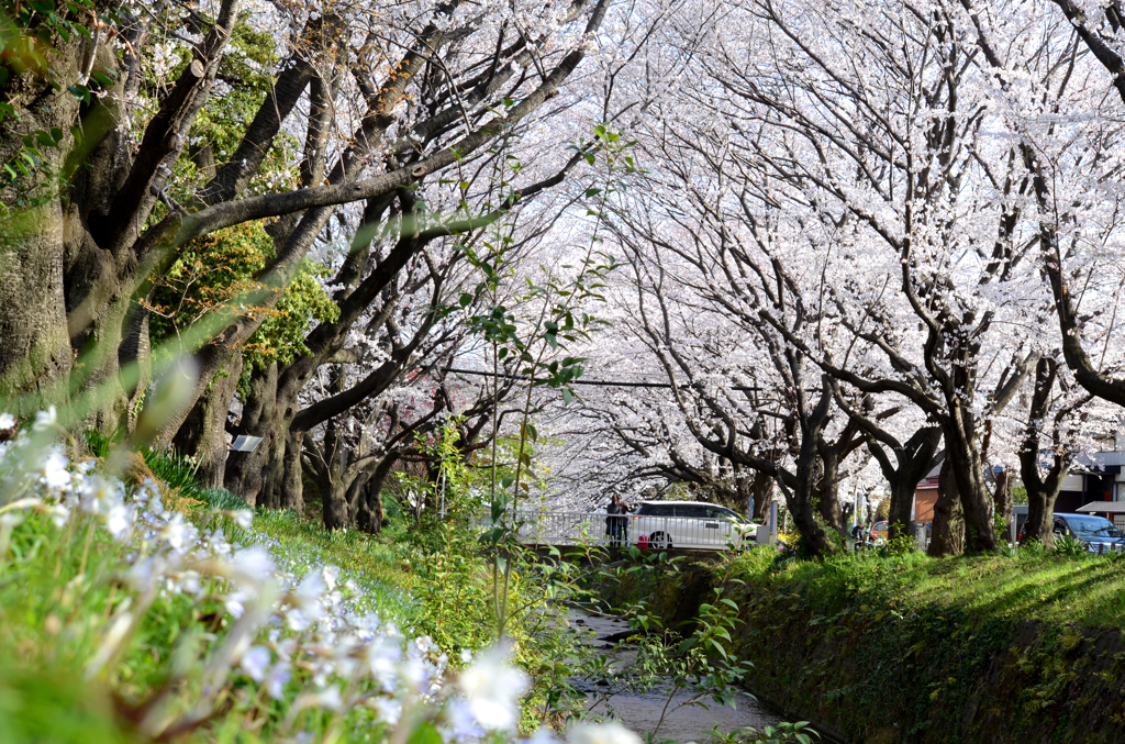 千本桜_9