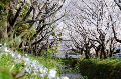 千本桜_9