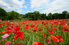 poppy