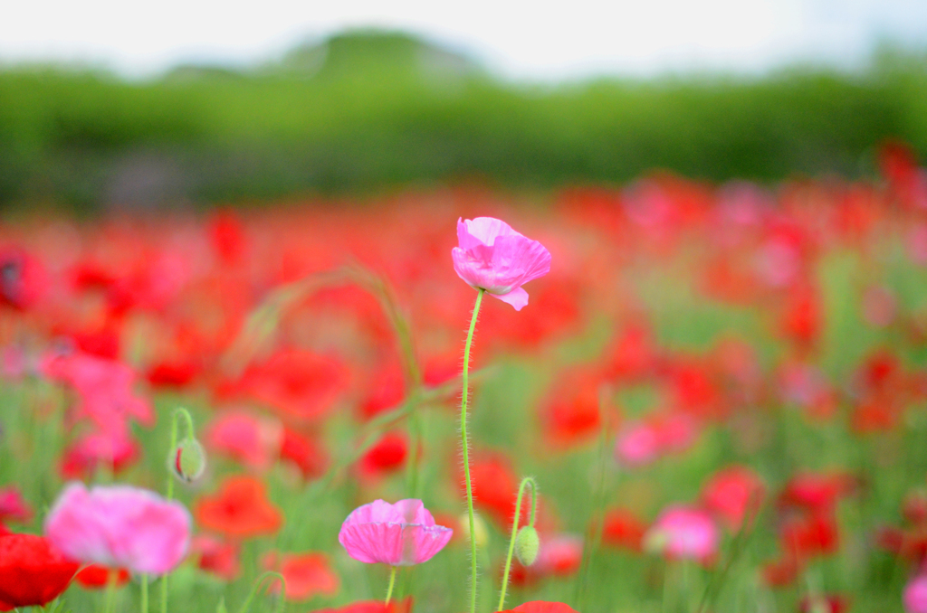 poppy_8