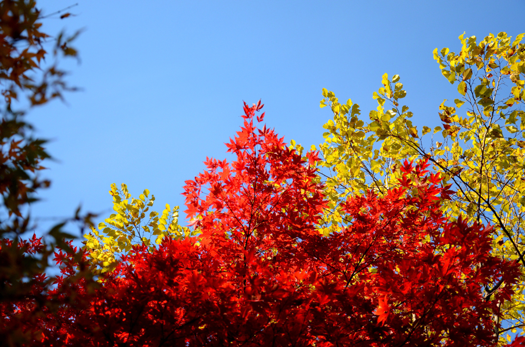 紅葉15