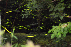 firefly