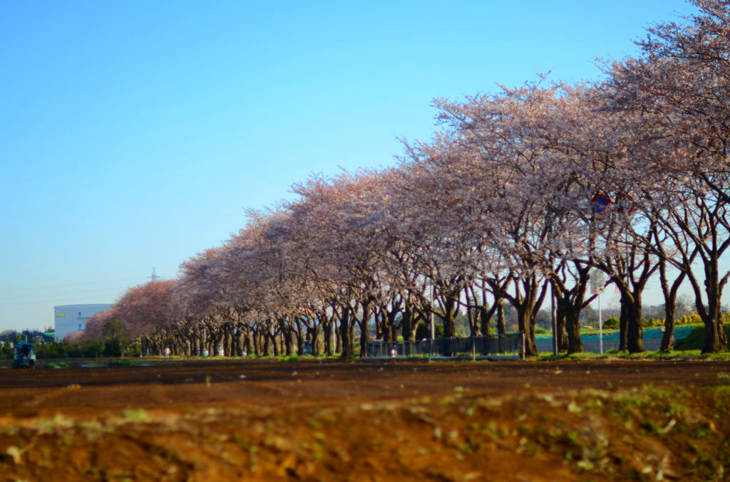 桜並木