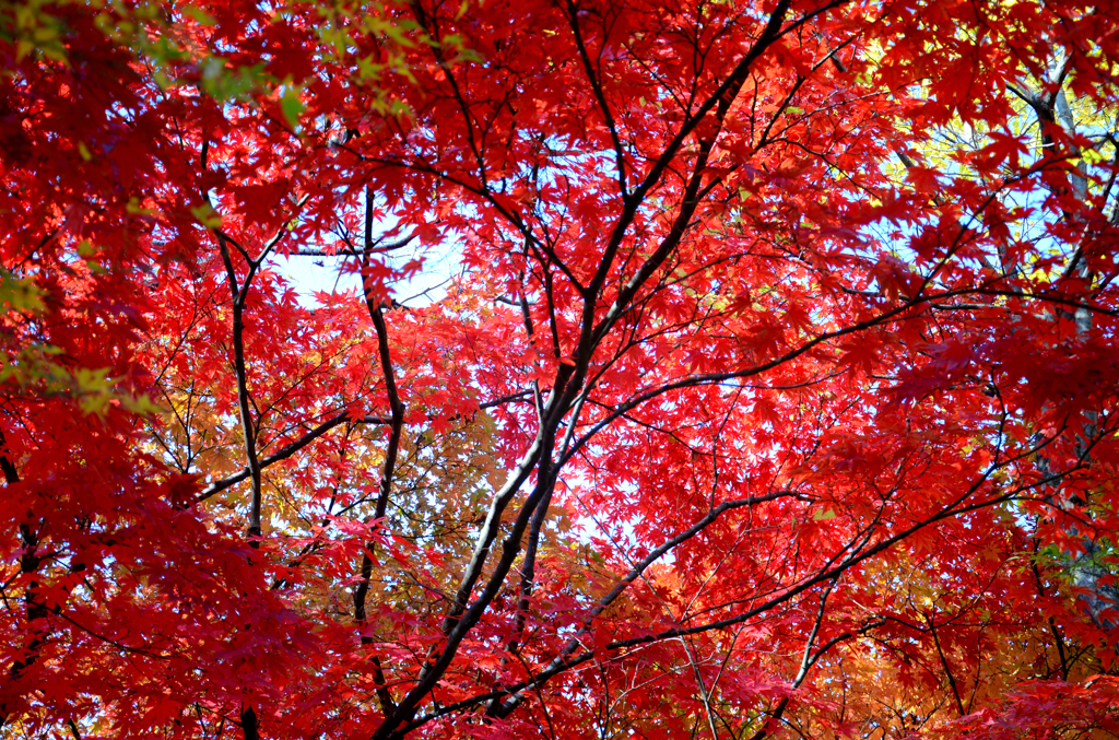 紅葉14
