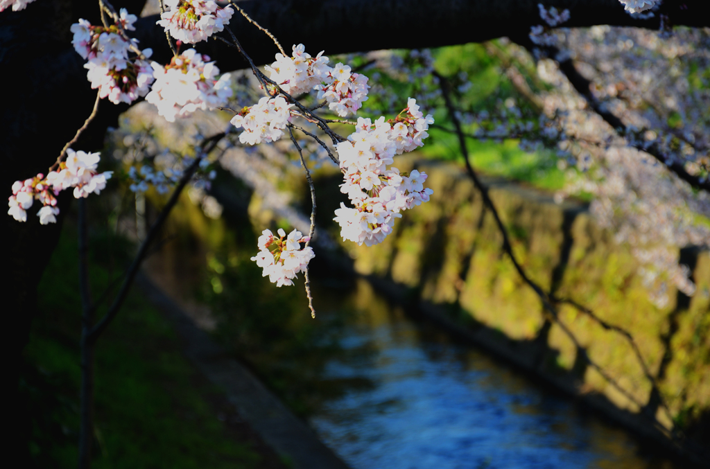 桜2