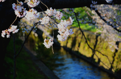 桜2