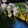 桜2