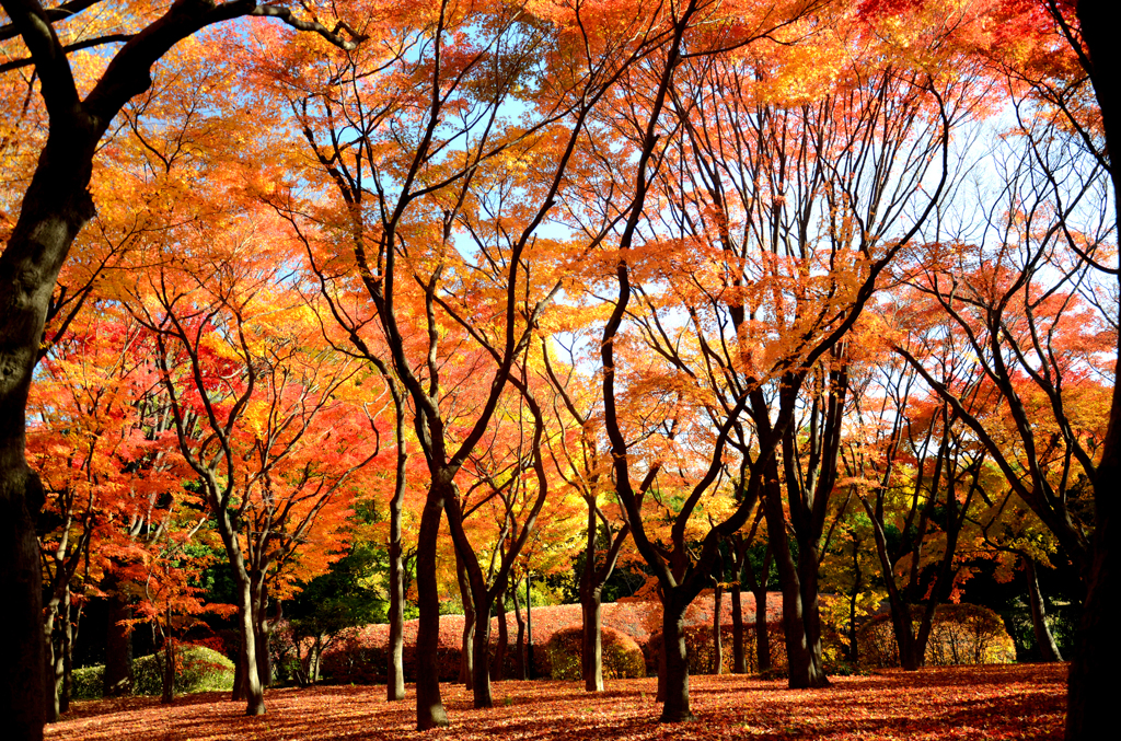 紅葉10